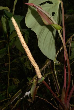 Croat 105641, pictured near Muyuna, Napo/Ecuador Image Copyright © 2015 by David Scherberich
