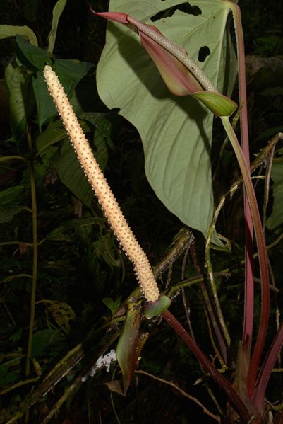 文件:AnthsagittatumCroat105641 01.jpg