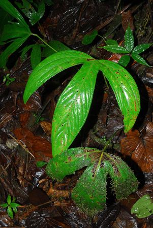 Croat 104146, pictured in Esmeraldas, Ecuador Image Copyright © 2013 by David Scherberich