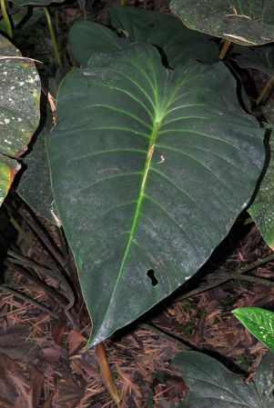 Pictured at the Jardín Botánico San Jorge (Ibagué, Colombia) Image Copyright © 2013 by David Scherberich