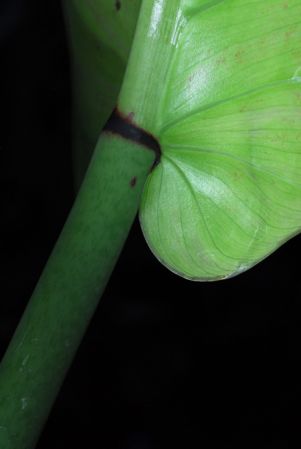 Thompson 4789, pictured in Royal Botanic Gardens, Kew Image Copyright © 2012 by David Scherberich