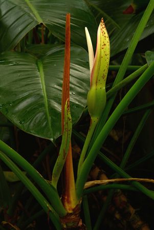 Pictured in the Botanischer Garten München (Germany) Image Copyright © 2016 by David Scherberich