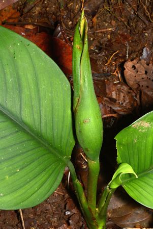 Croat 106049 pictured near San Juan de Piatua (Pastaza, Ecuador) Image Copyright © 2015 by David Scherberich