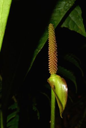 Croat 105504 pictured near El Chaco, Napo (Ecuador) Image Copyright © 2015 by David Scherberich