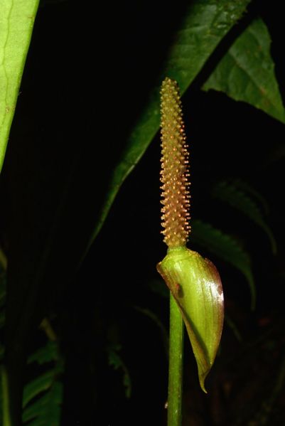 文件:AnthpenningtoniiCroat 03.jpg