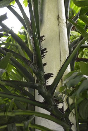 Pictured in Royal Botanic Gardens, Kew Image Copyright © 2016 by David Scherberich