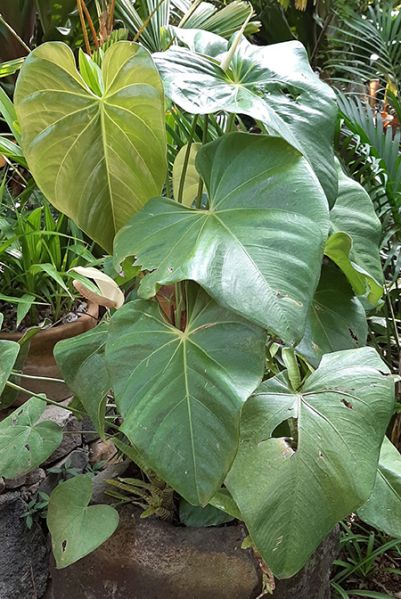 文件:AnthbuganumAM 05.jpg