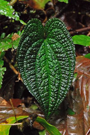 Pictured in La Selva, Costa Rica Image Copyright © 2016 by Patrick Blanc
