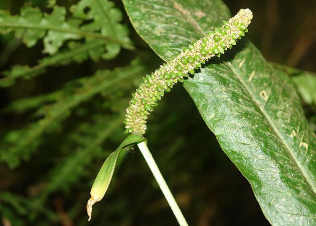 N009, pictured in Ecuador Image Copyright © 2011 by Lars Nauheimer