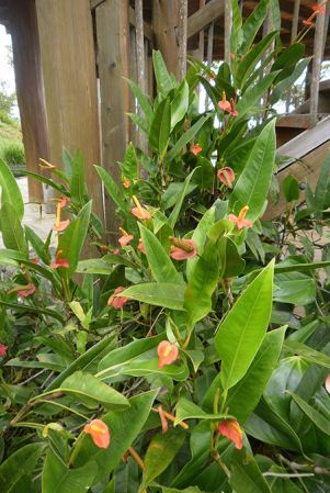 Pictured in cultivation in Palmira, Valle de Cauca (Colombia) Image Copyright © 2010 by Bruce Dunstan
