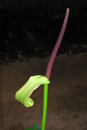 From Cuba (Vinales), pictured at the Jardin Botanique du Montet (Nancy, France) Image Copyright © 2012 by David Scherberich