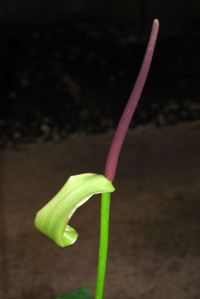 文件:Anthvenosum 03.jpg