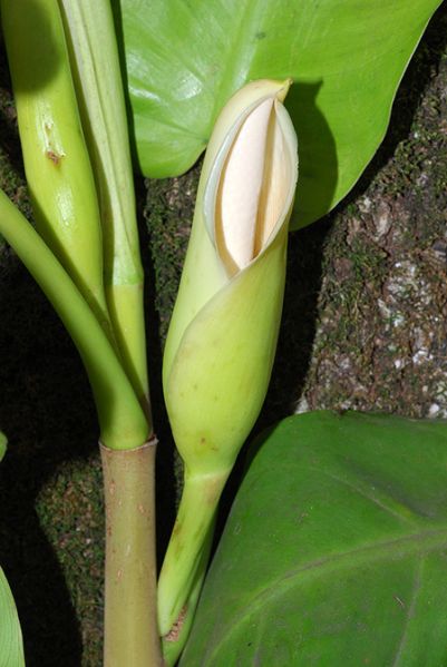 文件:Philocaliense 03.jpg