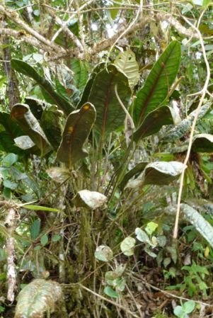 Pictured in Montezuma, Risaralda (Colombia) Image Copyright © 2015 by Bruce Dunstan