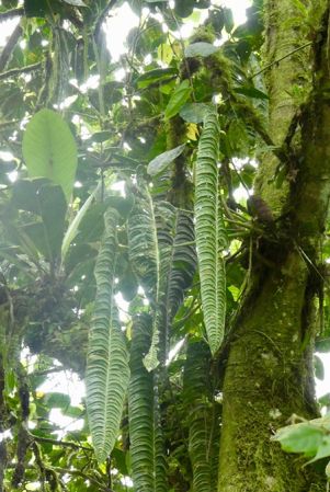 Pictured in Nutibara, Antioquia, Colombia Image Copyright © 2019 by Bruce Dunstan