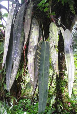 Pictured in Cocle, Panama Image Copyright © 2015 by Bruce Dunstan