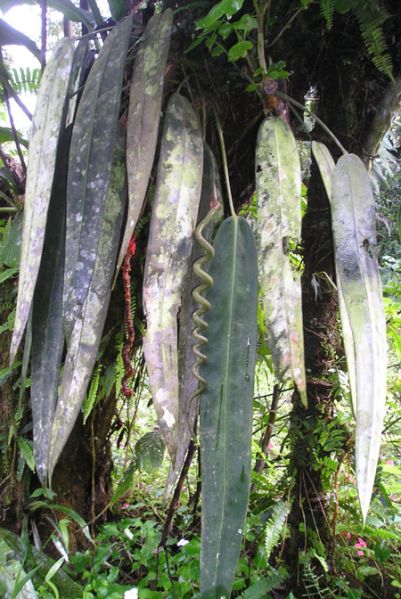 文件:AnthwendlingeriBD 01.jpg