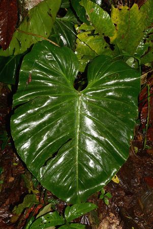 Croat 105783 pictured near Rio Piatua (Pastaza, Ecuador) Image Copyright © 2015 by David Scherberich