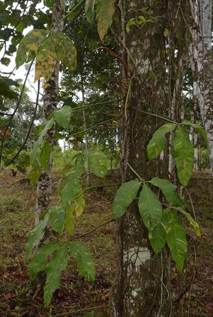 Croat 105773 pictured near Santiago, Morona Santiago (Ecuador) Image Copyright © 2015 by David Scherberich