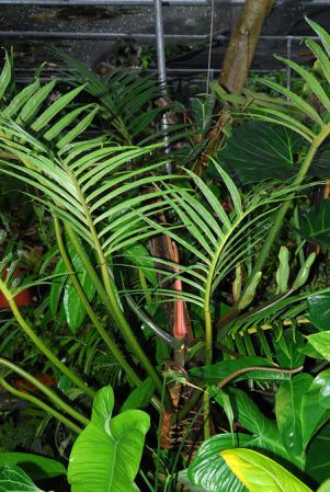 Pictured at Ree Gardens (Miami, Florida) Image Copyright © 2012 by David Scherberich