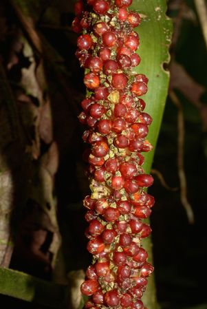 Croat 105666 pictured near Muyuna, Napo (Ecuador) Image Copyright © 2015 by David Scherberich
