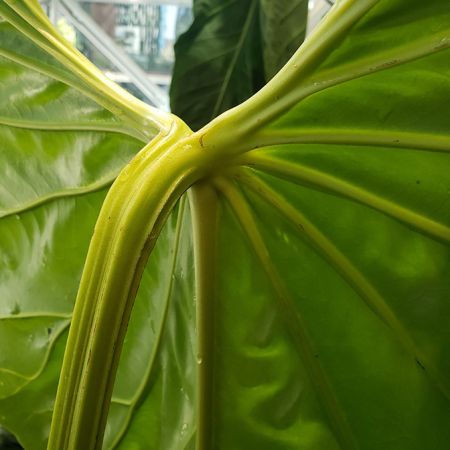 Pictured S of Bahia Solano, Choco (Colombia) Image Copyright © 2020 by Dylan Hannon