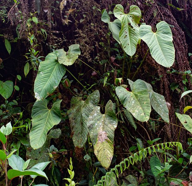 文件:AnthpatriciaroseroaeRZ 01.jpg