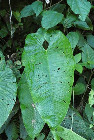 Pictured in Montezuma, Risaralda, Colombia Image Copyright © 2019 by Bruce Dunstan