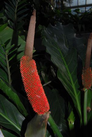 Pictured in Royal Botanic Gardens, Kew Image Copyright © 2012 by David Scherberich