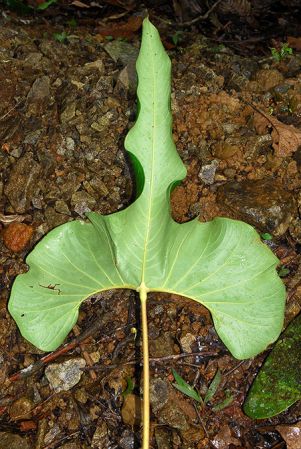 Croat 104209, pictured in Carchi, Ecuador Image Copyright © 2013 by David Scherberich