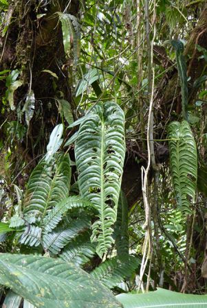 Pictured in Antioquia, Colombia Image Copyright © 2015 by Bruce Dunstan