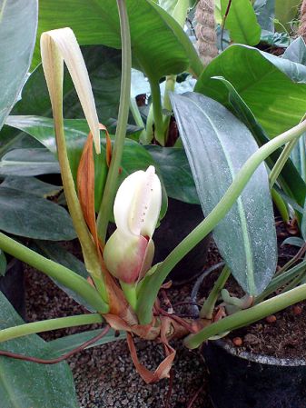 From Venezuela, pictured at the Jardin Botanique de Lyon (France) Image Copyright © 2007 by David Scherberich