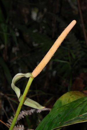 Croat 104082, pictured in Carchi, Ecuador Image Copyright © 2013 by David Scherberich