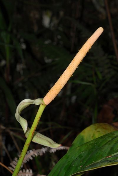 文件:AnthincomptumCroat 05.jpg