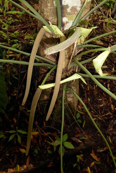 文件:AnthmetallicumBD 06.jpg