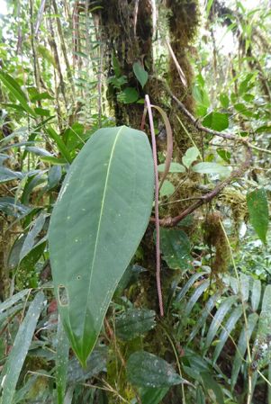 Pictured in La Planada Reserve, Narino, Colombia Image Copyright © 2018 by Bruce Dunstan