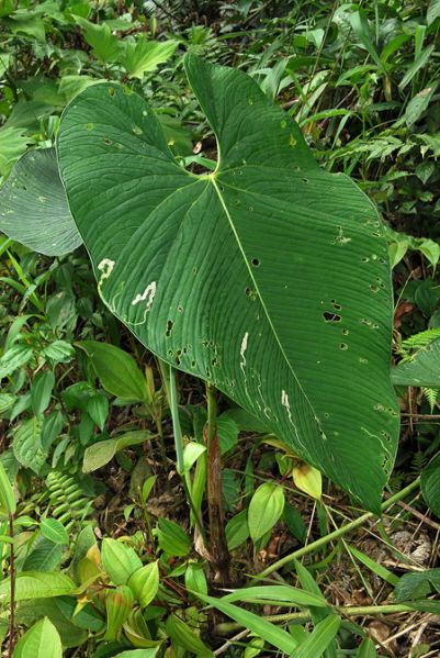 文件:AnthpulverulentumCroat104528 02.jpg