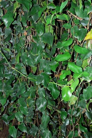 Pictured at the Fairchild Tropical Botanic Garden Image Copyright © 2012 by David Scherberich
