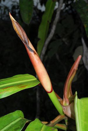 Croat 104020 pictured in Carchi, Ecuador Image Copyright © 2013 by David Scherberich