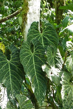 Pictured in Risaralda, Colombia Image Copyright © 2013 by Frieda Billiet