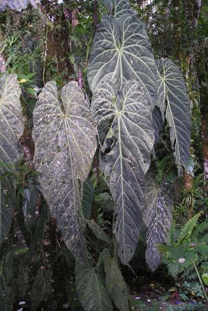 Pictured in Finca Dracula, Cerro Punta, Chiriqui, Panama Image Copyright © 2015 by Bruce Dunstan