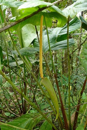 Pictured in Valle del Cauca, Colombia Image Copyright © 2015 by Bruce Dunstan