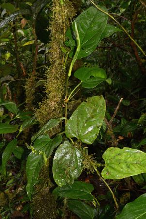 Croat 105549 pictured near Shell (Pastaza, Equador) Image Copyright © 2015 by David Scherberich