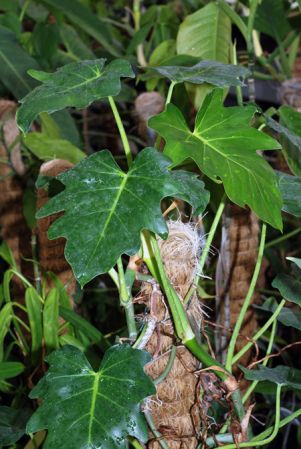 From Cuba, pictured at the Jardin Botanique de Lyon (France) Image Copyright © 2009 by David Scherberich