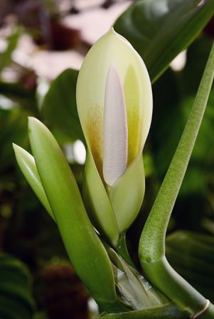 Pictured at the Jardin Botanique de Lyon (France) Image Copyright © 2018 by David Scherberich