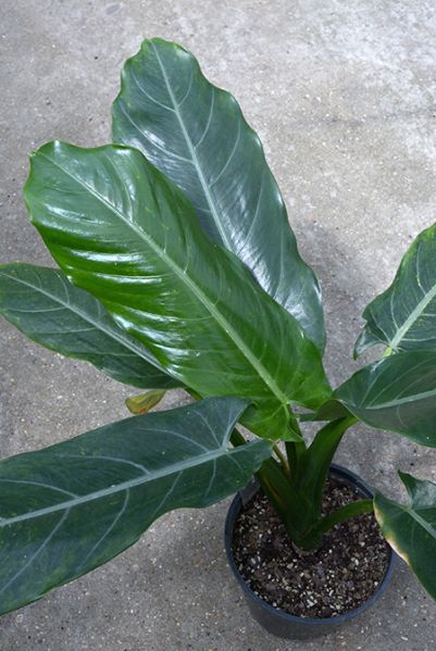 文件:Aloclancifolia1979-3522K 02.jpg