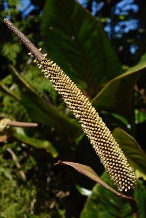 Pictured in Chiriquí, Panama Image Copyright © 2019 by Fred Muller
