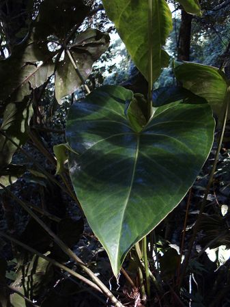Pictured in Guatemala Image Copyright © 2009 by Fred Muller