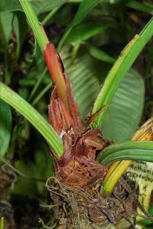 Pictured in the Botanischer Garten der Universitat Göttingen (Germany) Image Copyright © 2011 by David Scherberich