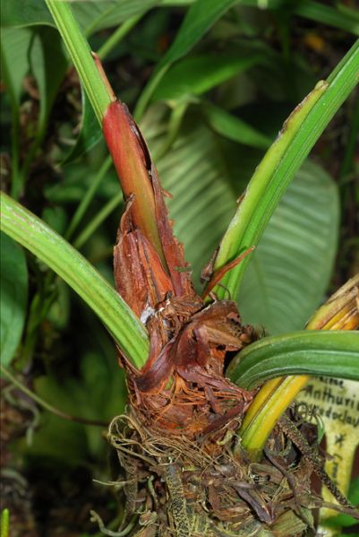 文件:Anthpseudoclavigerum 04.jpg